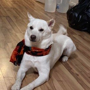 Meet your Posher, Cortina